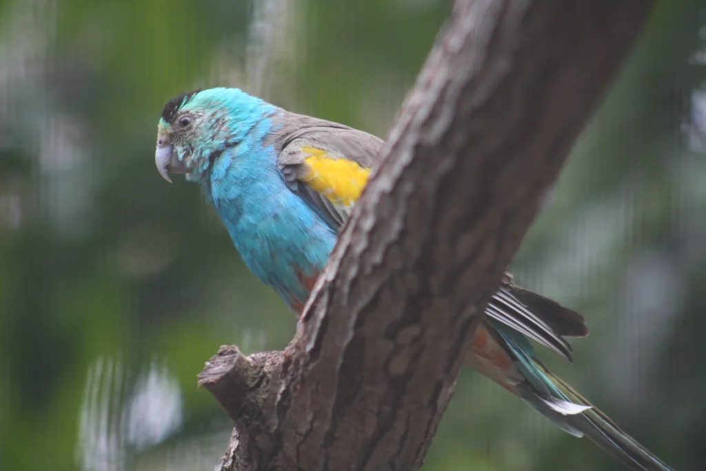 金肩鹦鹉(Psephotellus chrysopterygius)