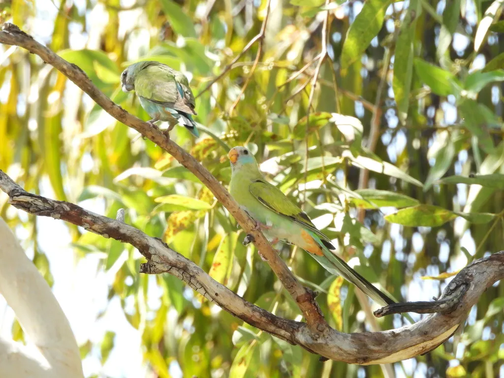 黑冠鹦鹉(Psephotellus dissimilis)
