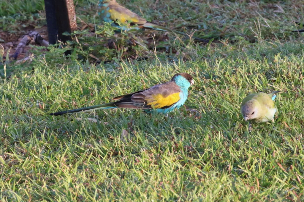 黑冠鹦鹉(Psephotellus dissimilis)