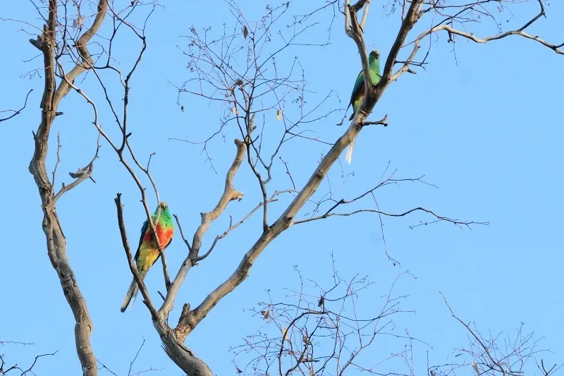穆加鹦鹉(Psephotellus varius)