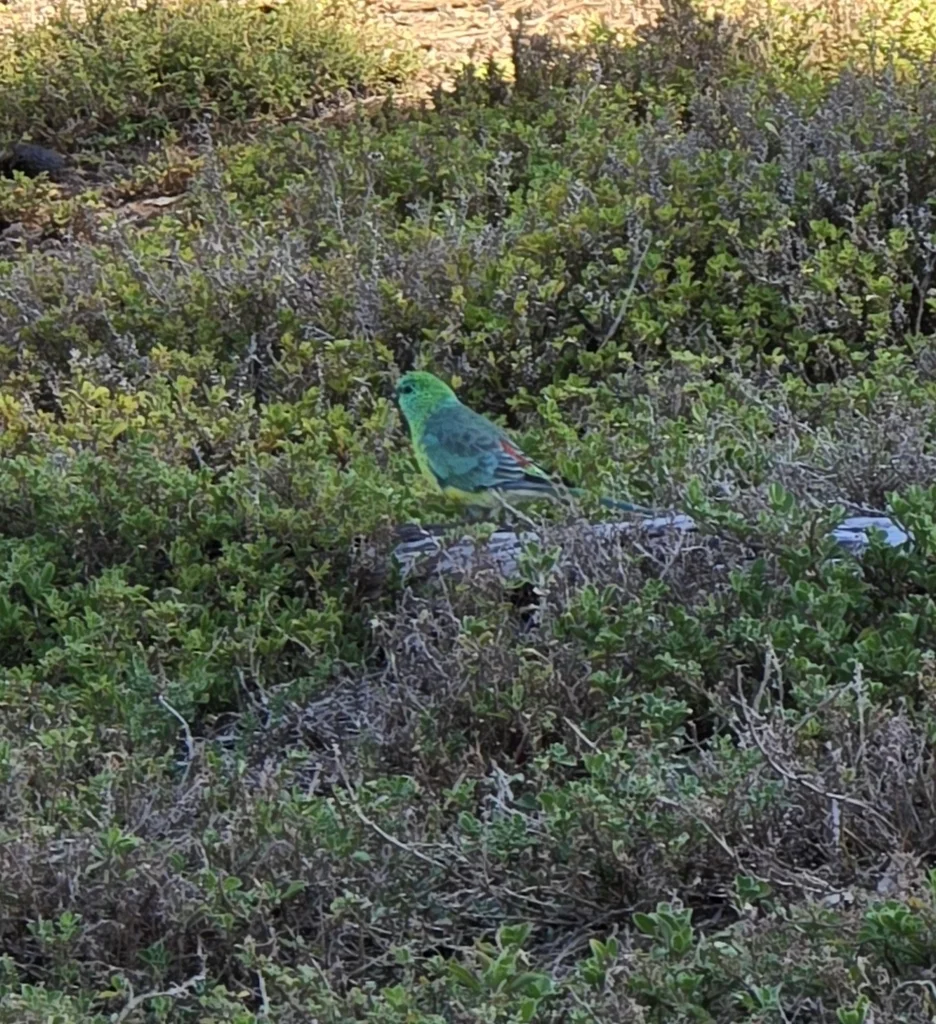 红腰鹦鹉(Psephotus haematonotus)
