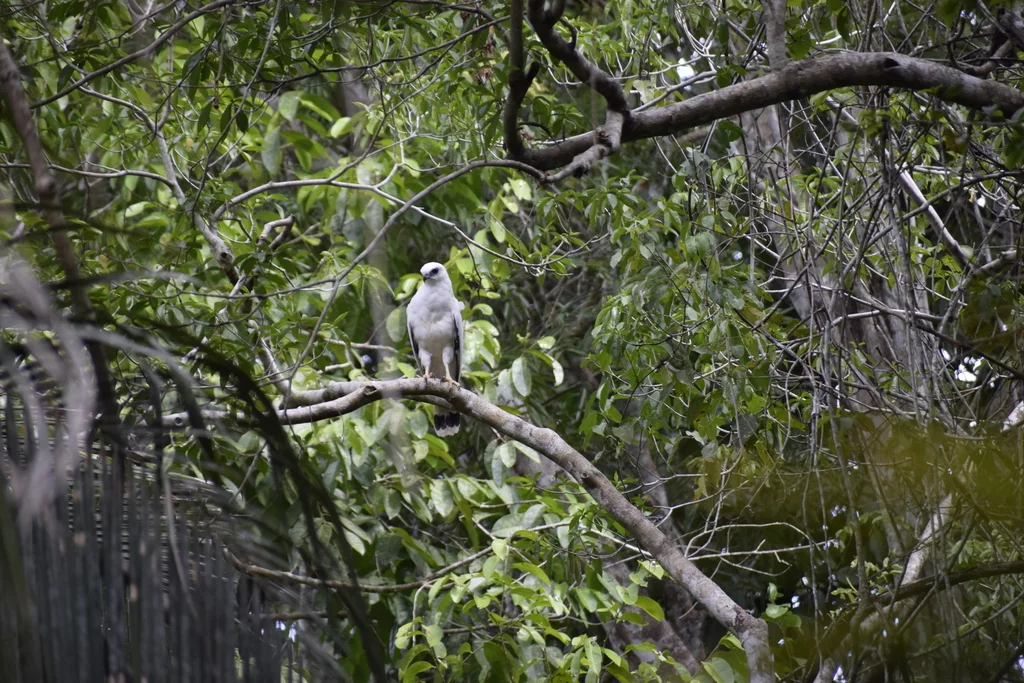 白南美鵟（Pseudastur albicollis）