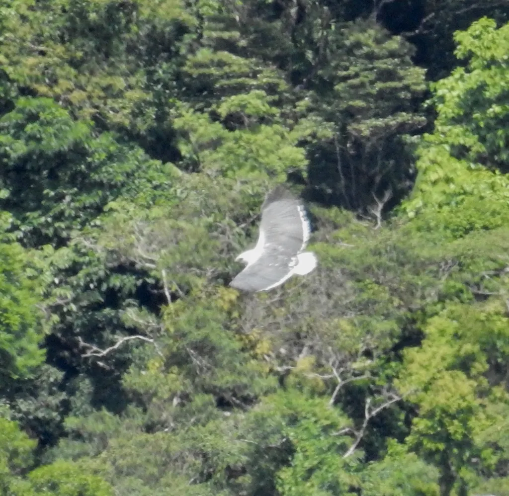披风南美鵟(Pseudastur polionotus)
