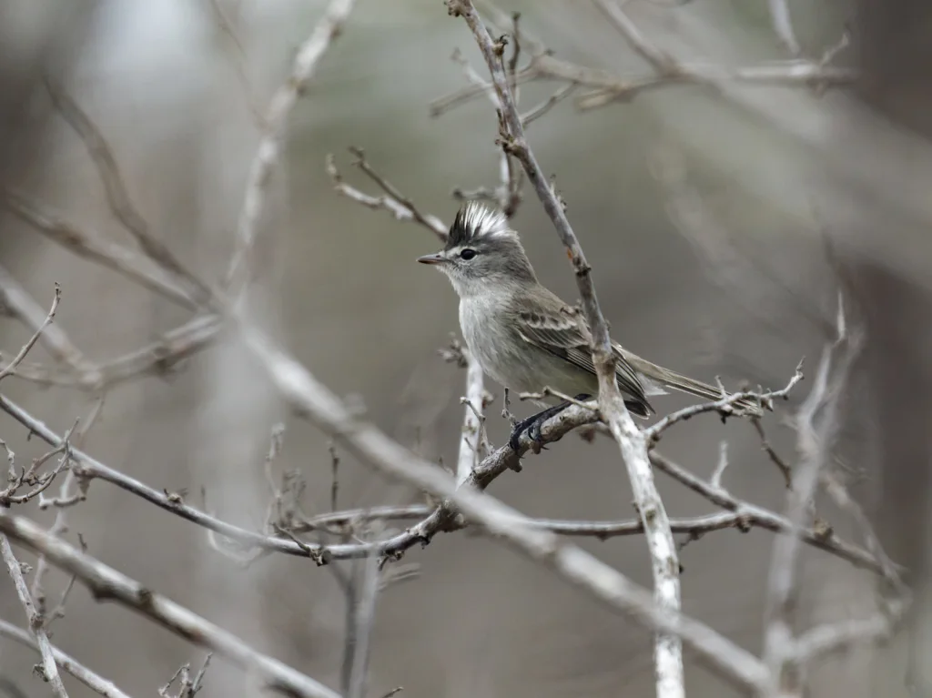 灰白小霸鹟(Pseudelaenia leucospodia)