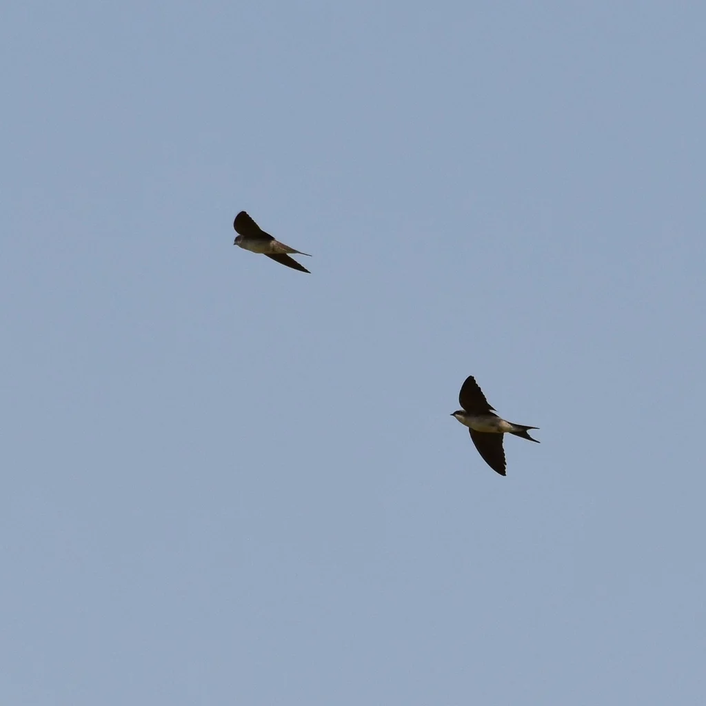 灰腰燕(Pseudhirundo griseopyga)