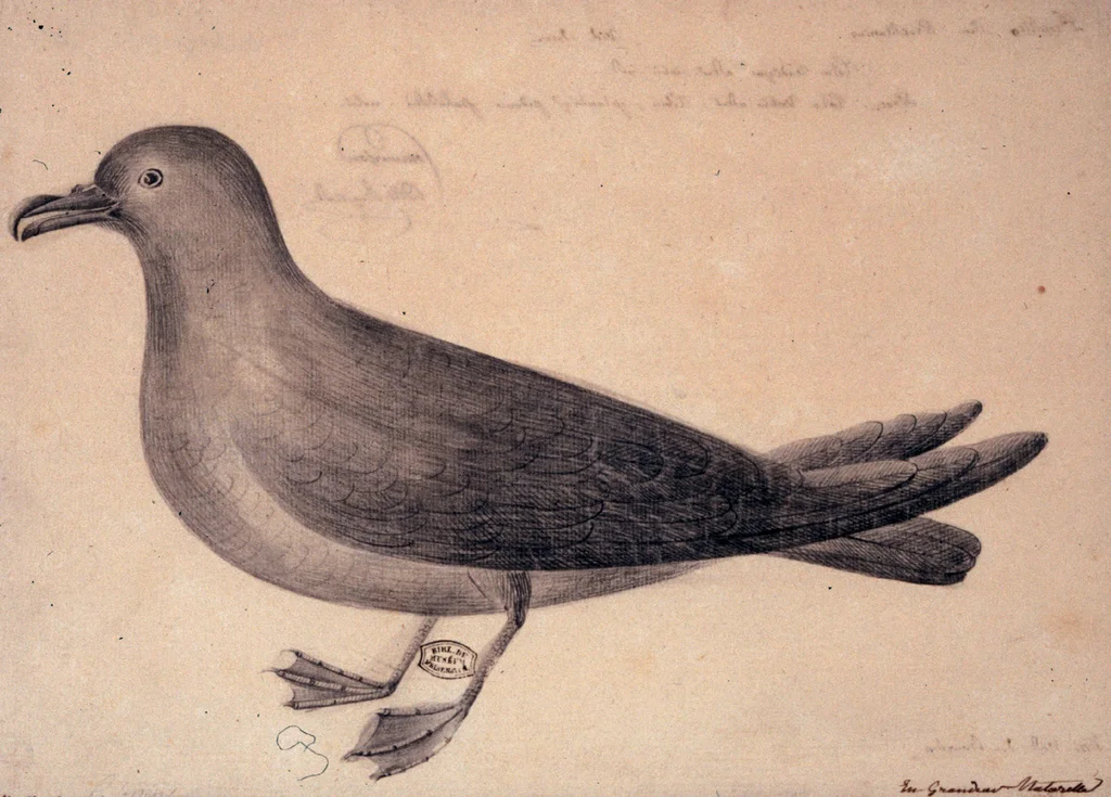黑圆尾鹱(Pseudobulweria aterrima)