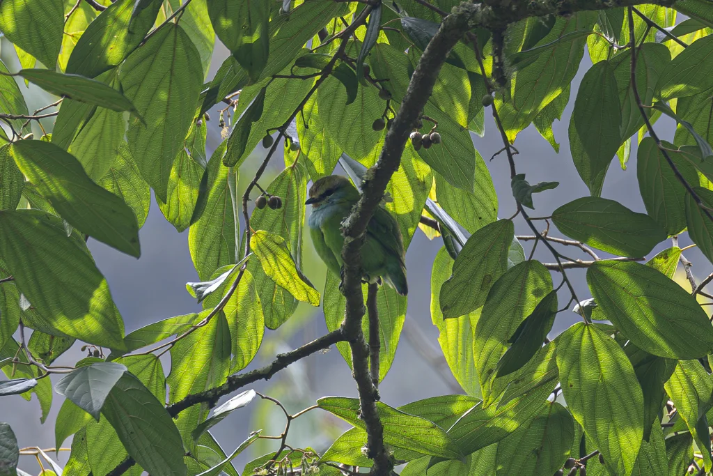 非洲绿阔嘴鸟(Pseudocalyptomena graueri)