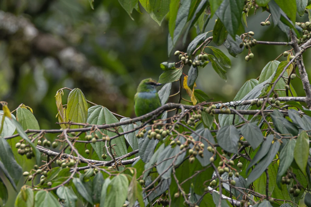 非洲绿阔嘴鸟(Pseudocalyptomena graueri)