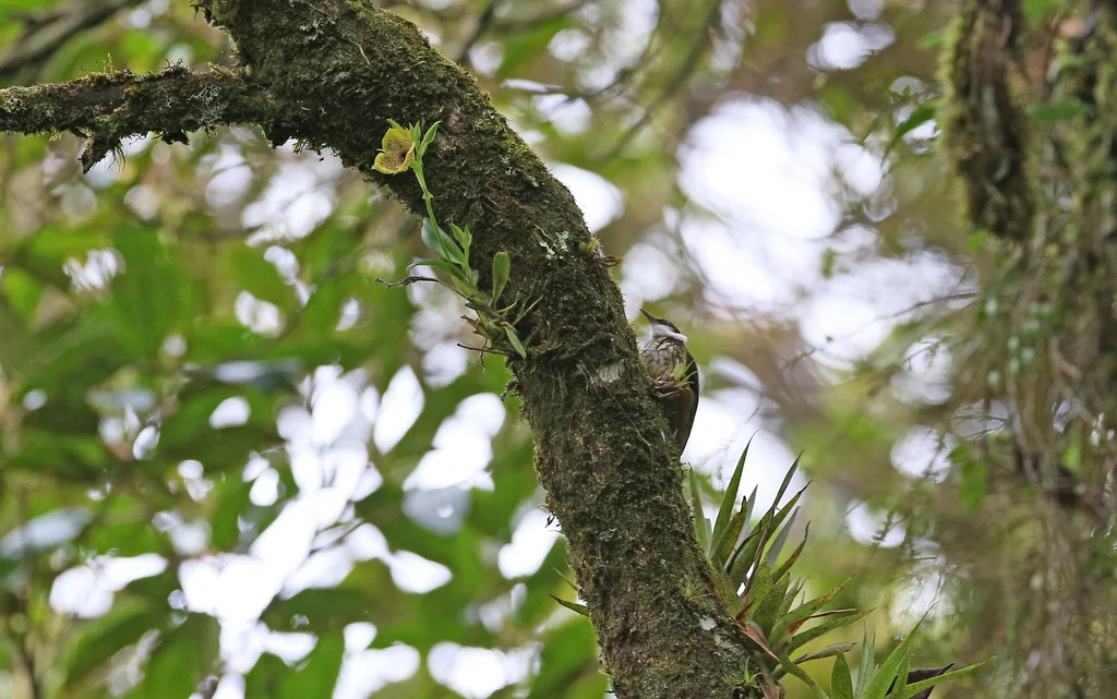 条纹簇颊灶鸫(Pseudocolaptes boissonneautii)