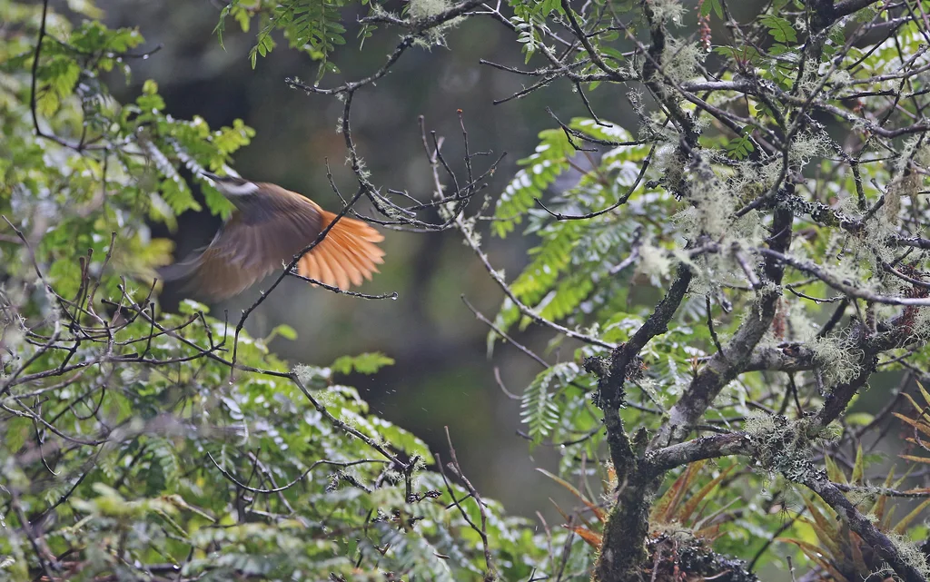 条纹簇颊灶鸫(Pseudocolaptes boissonneautii)