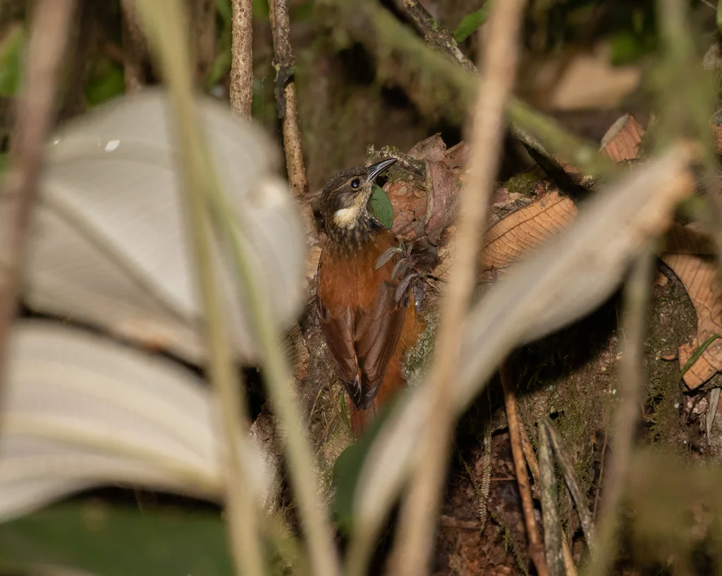 太平洋簇颊灶鸫(Pseudocolaptes johnsoni)