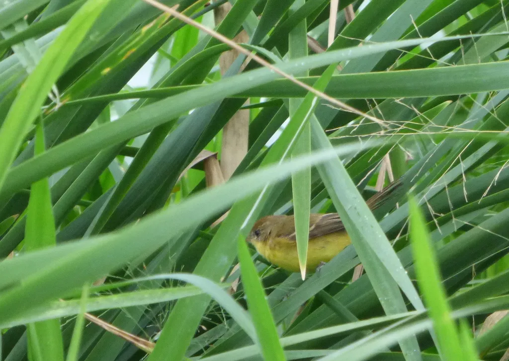 南美多拉霸鹟(Pseudocolopteryx dinelliana)