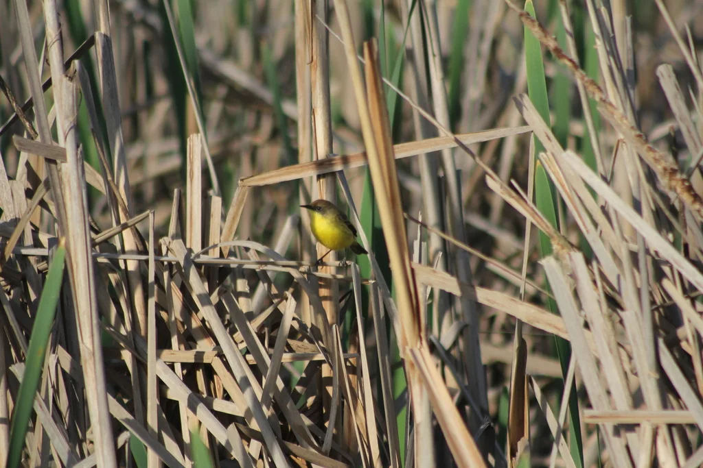 拟莺多拉霸鹟(Pseudocolopteryx flaviventris)