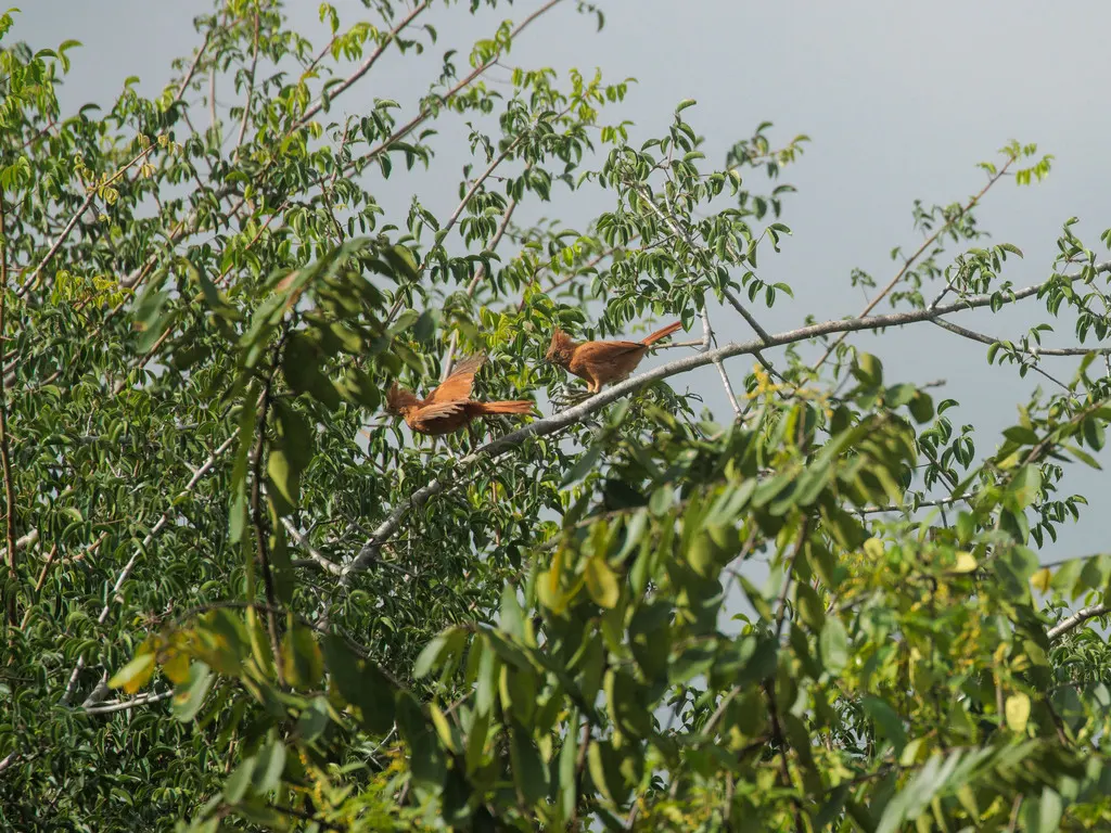 棕巨灶鸫(Pseudoseisura cristata)