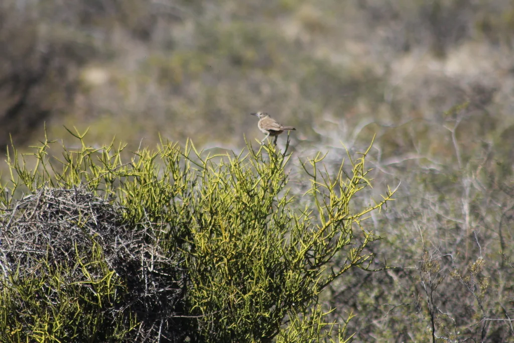 白喉巨灶鸫(Pseudoseisura gutturalis)