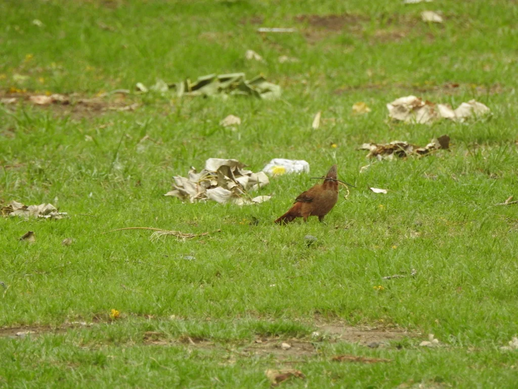 褐巨灶鸫(Pseudoseisura lophotes)