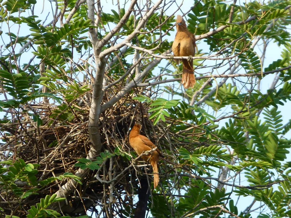 灰冠巨灶鸫(Pseudoseisura unirufa)