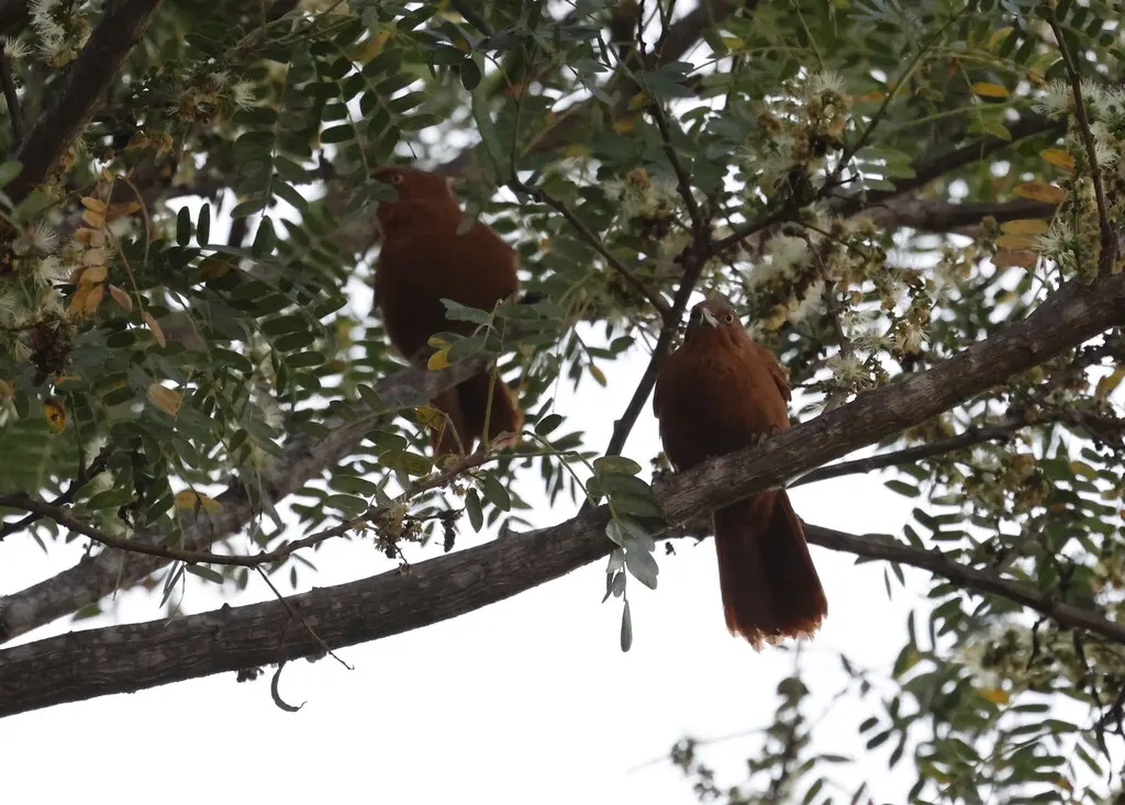 灰冠巨灶鸫(Pseudoseisura unirufa)
