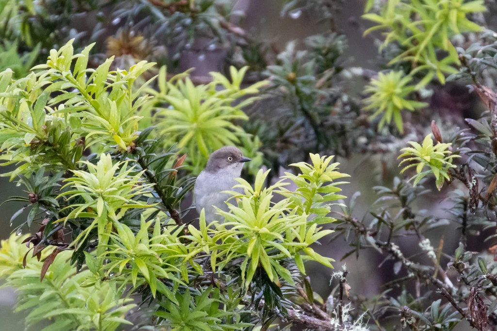 褐拟雀(Pseudospingus xanthophthalmus)