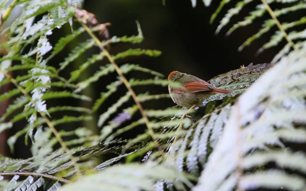 棕头侏霸鹟(Pseudotriccus ruficeps)
