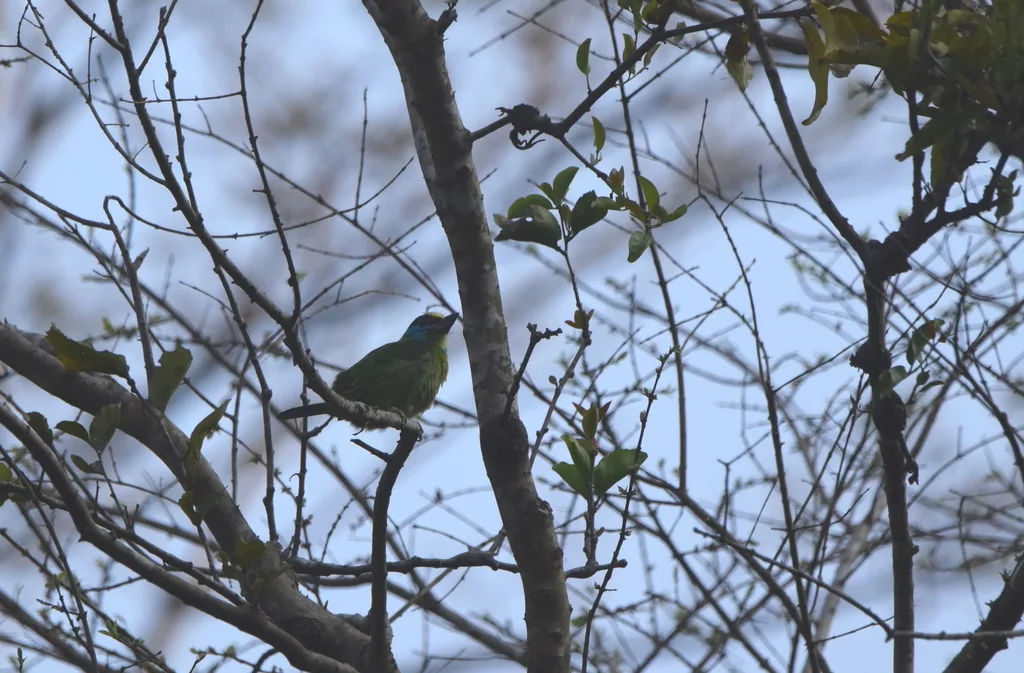 中南拟啄木鸟(Psilopogon annamensis)