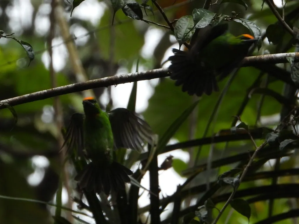 蓝顶拟啄木鸟(Psilopogon armillaris)
