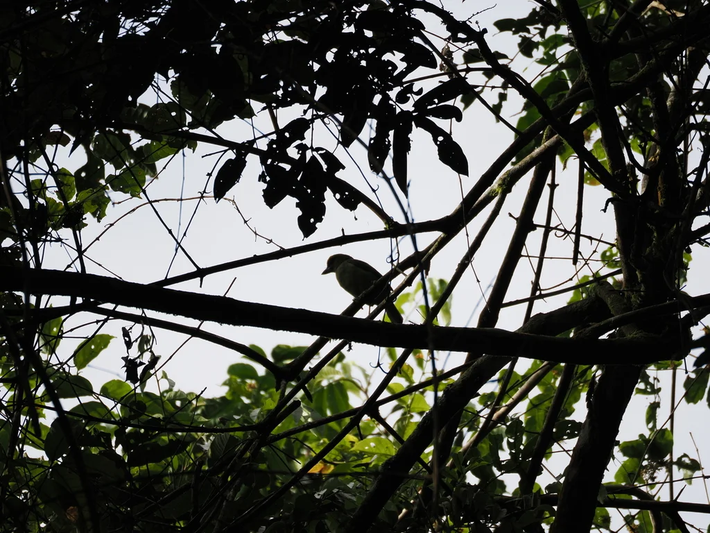 蓝顶拟啄木鸟(Psilopogon armillaris)