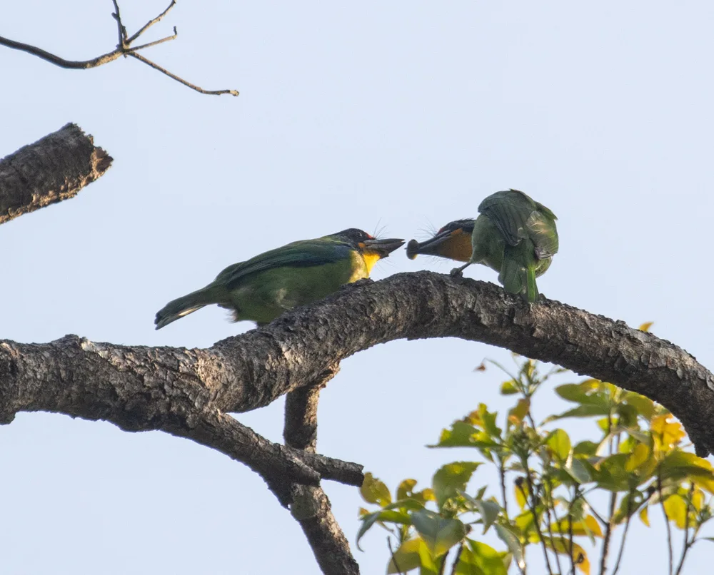 斑喉拟啄木鸟（Psilopogon auricularis）