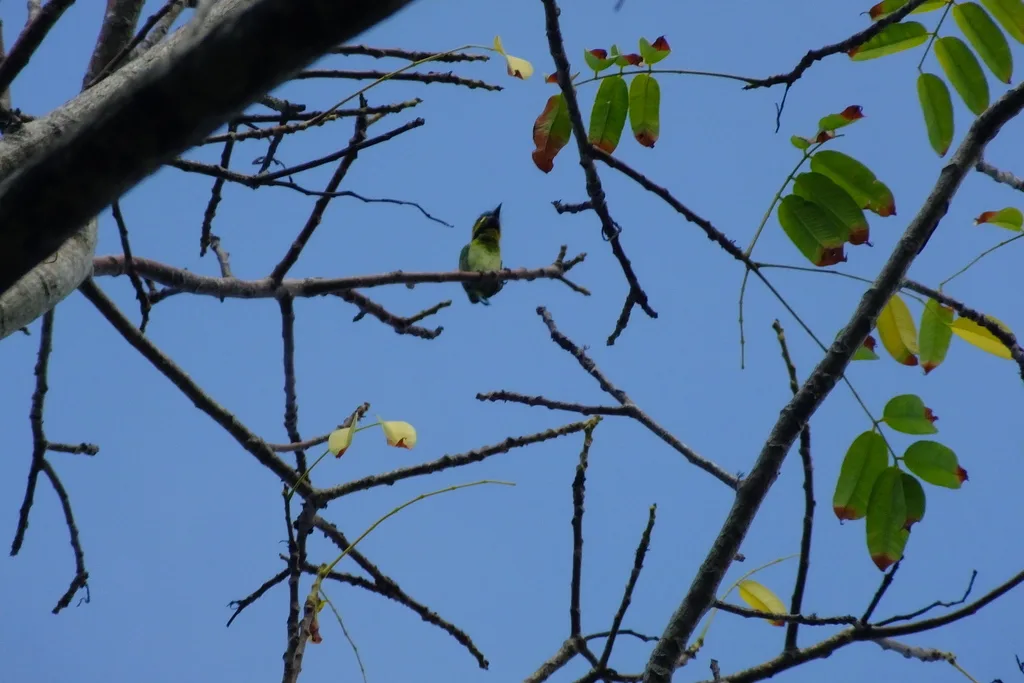 黄耳拟啄木鸟(Psilopogon australis)