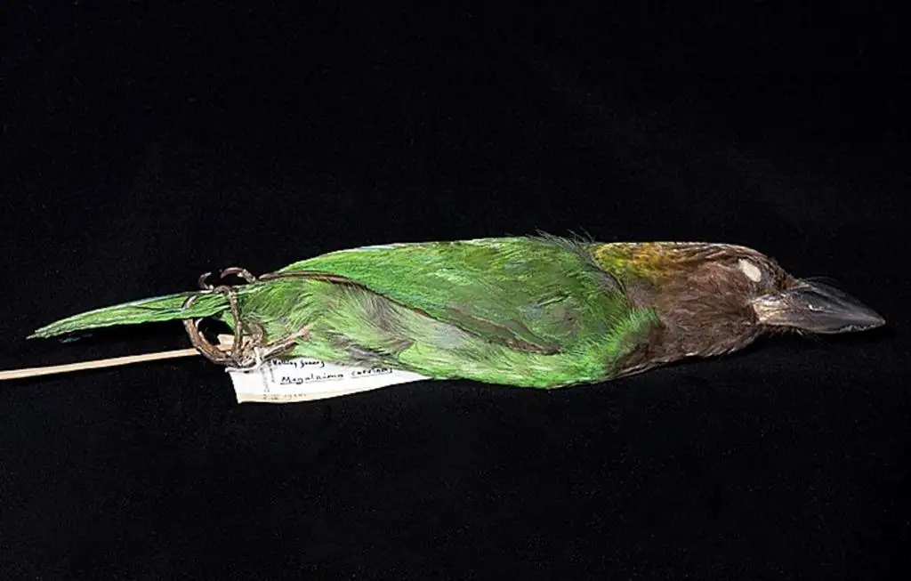 褐喉拟啄木鸟(Psilopogon corvinus)