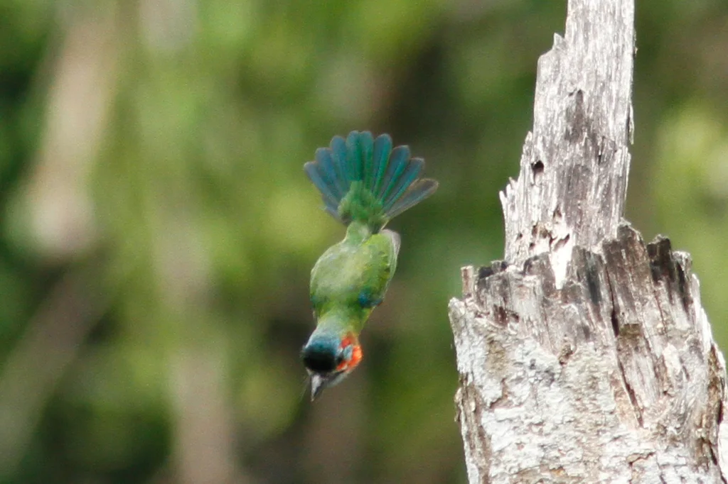 蓝耳拟啄木鸟(Psilopogon cyanotis)