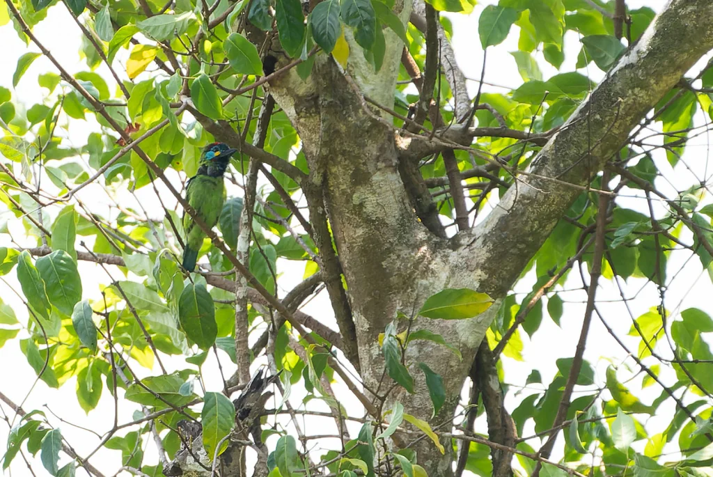 加里曼丹拟啄木鸟(Psilopogon eximius)