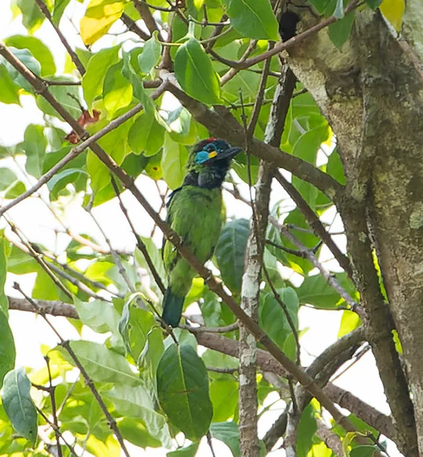 加里曼丹拟啄木鸟(Psilopogon eximius)