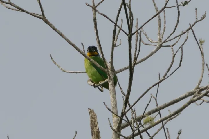 黑眉拟啄木鸟(Psilopogon faber)