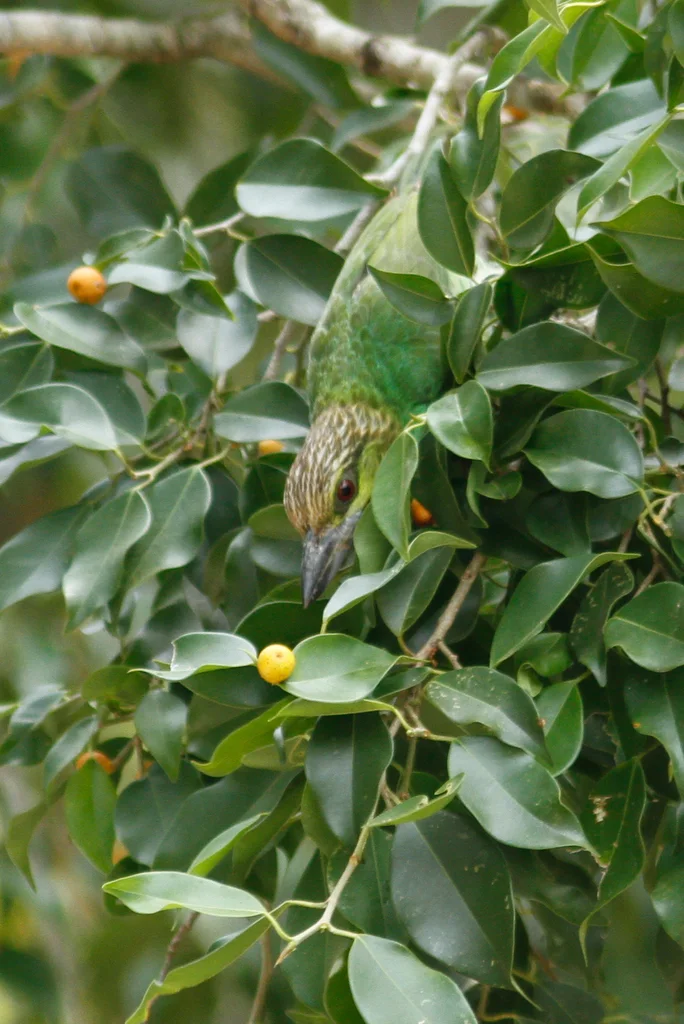 黄纹拟啄木鸟(Psilopogon faiostrictus)