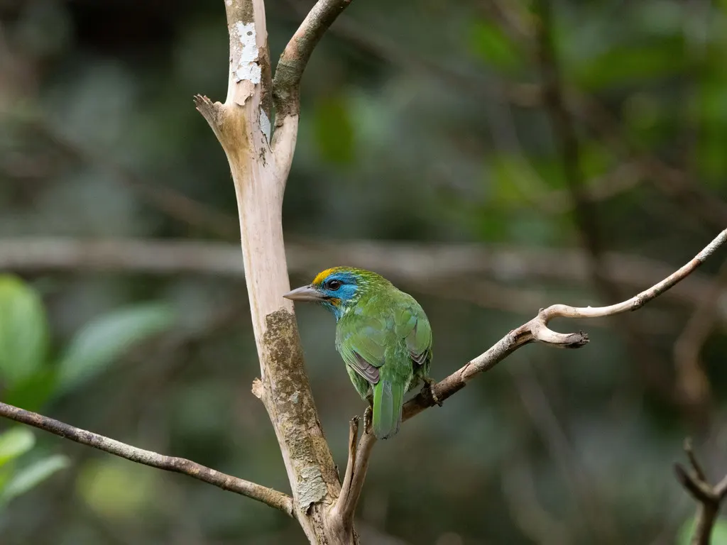 黄额拟啄木鸟(Psilopogon flavifrons)