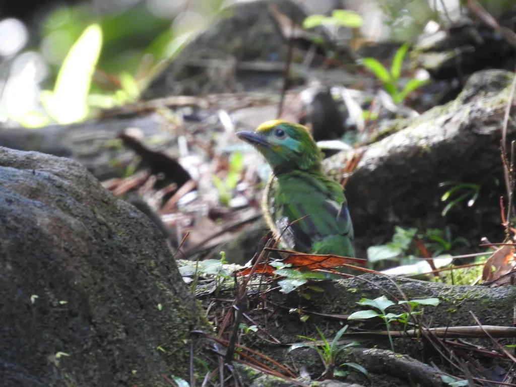 黄额拟啄木鸟(Psilopogon flavifrons)