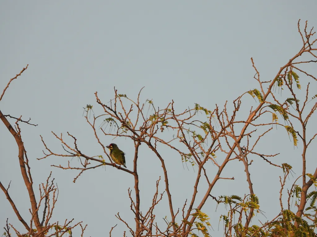 赤胸拟啄木鸟(Psilopogon haemacephalus)
