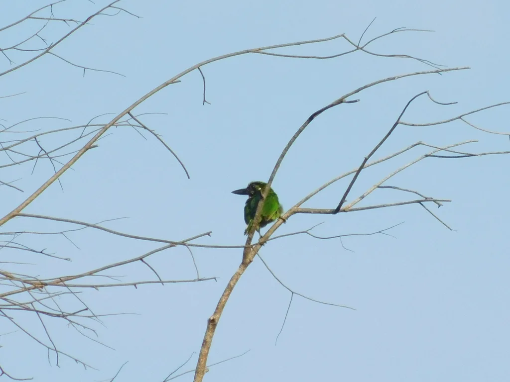 黑斑拟啄木鸟(Psilopogon javensis)