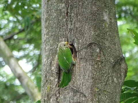 斑头绿拟啄木鸟(Psilopogon lineatus)