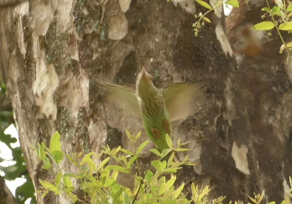 斑头绿拟啄木鸟(Psilopogon lineatus)
