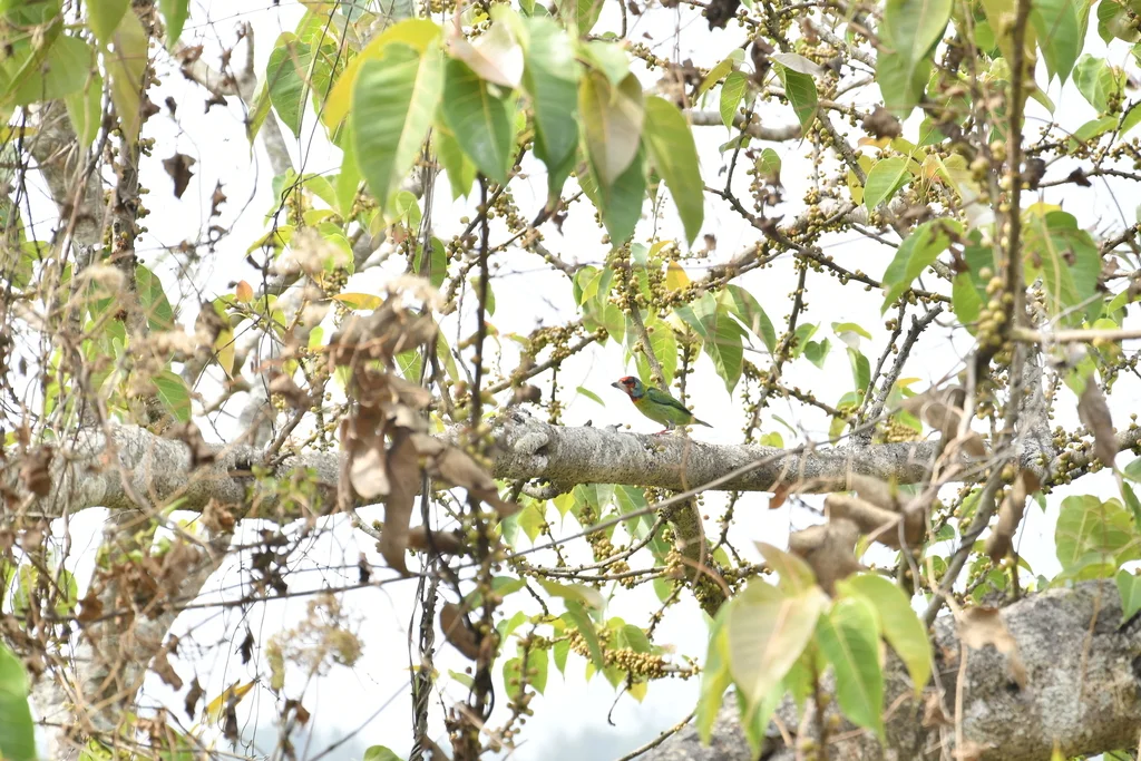 马拉巴拟啄木鸟(Psilopogon malabaricus)