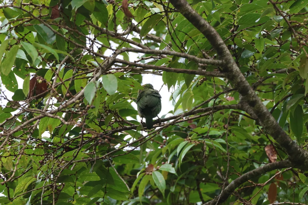 山拟啄木鸟（Psilopogon monticola）