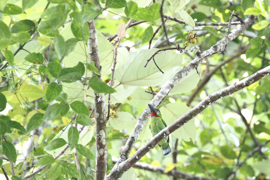 丽色拟啄木鸟（Psilopogon mystacophanos）