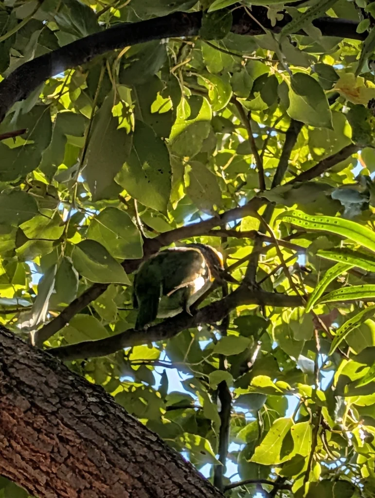 台湾拟啄木鸟(Psilopogon nuchalis)