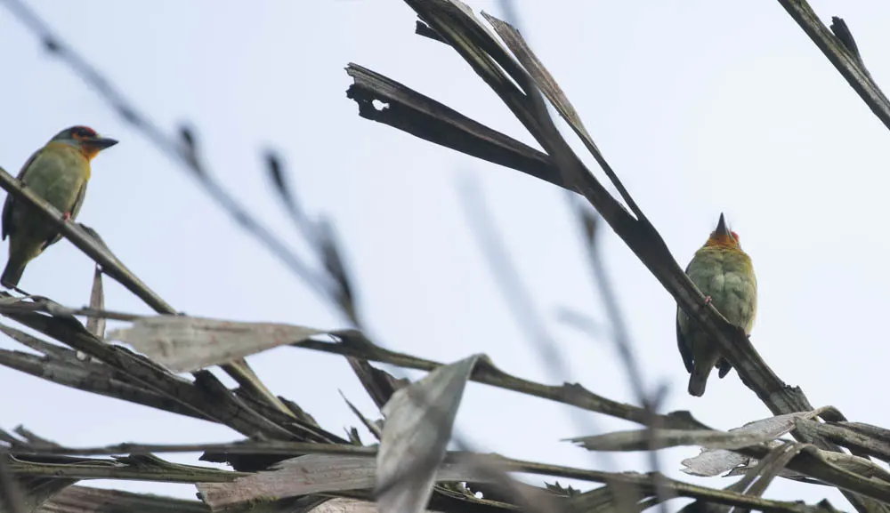 斯里兰卡拟啄木鸟(Psilopogon rubricapillus)
