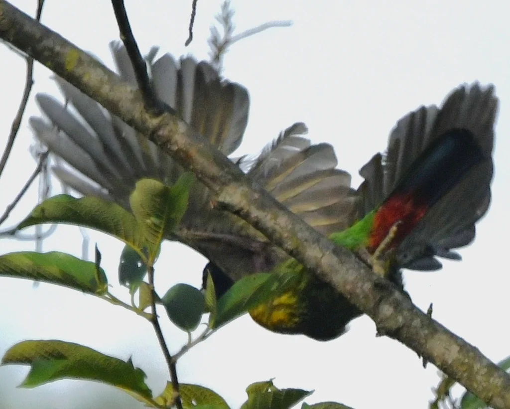 大拟啄木鸟(Psilopogon virens)