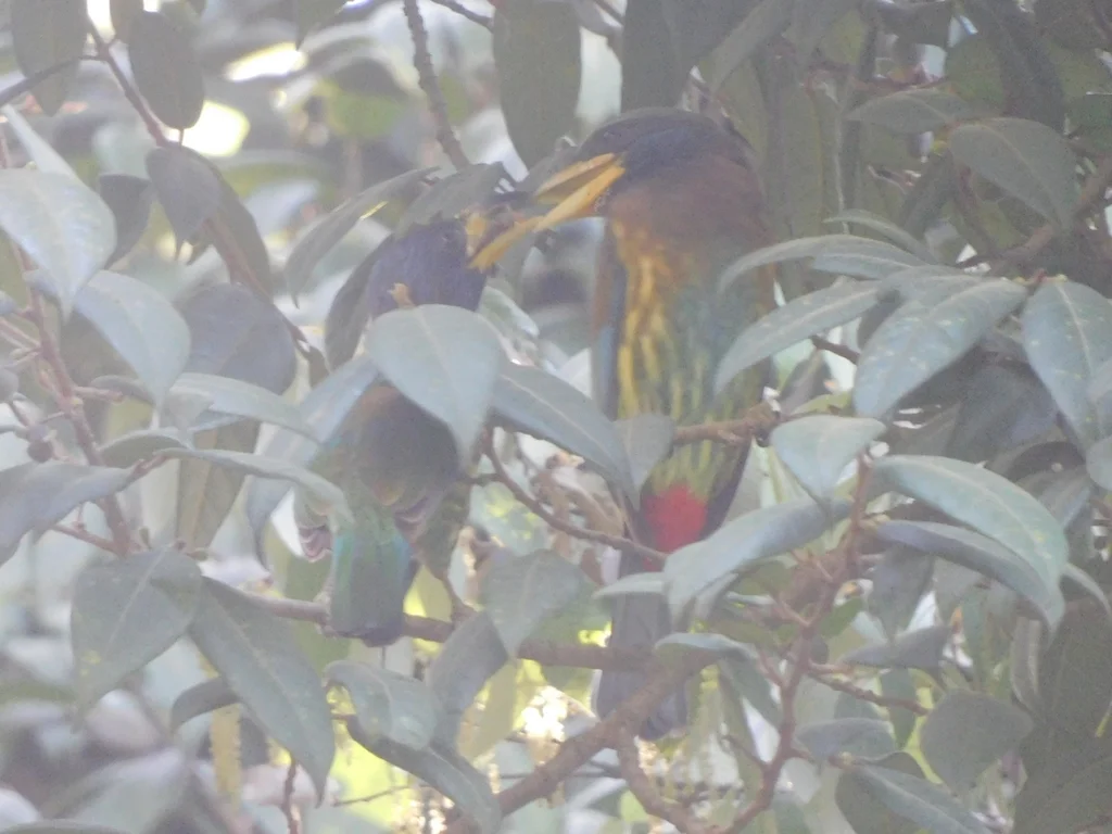 大拟啄木鸟(Psilopogon virens)