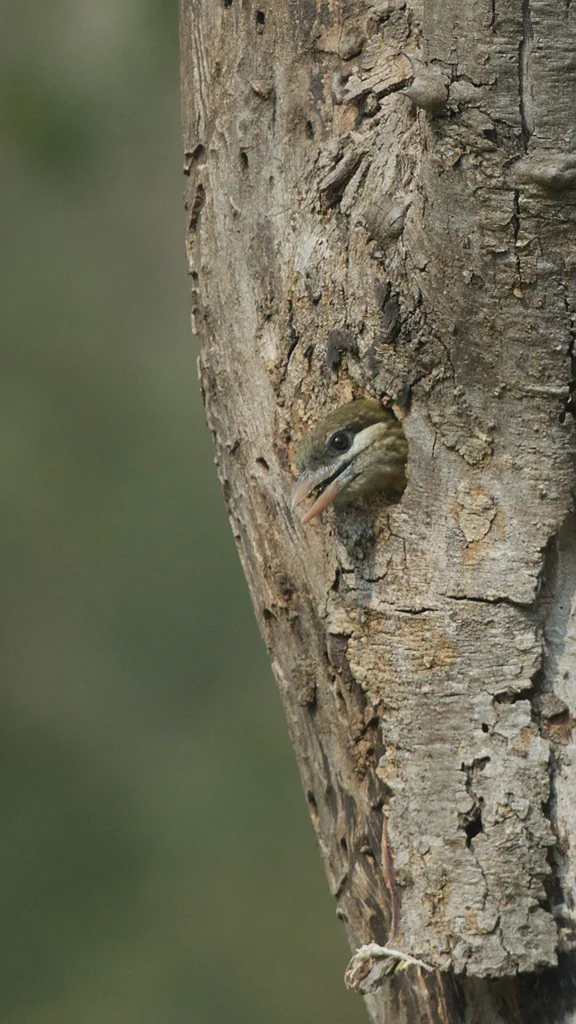 小绿拟啄木鸟(Psilopogon viridis)