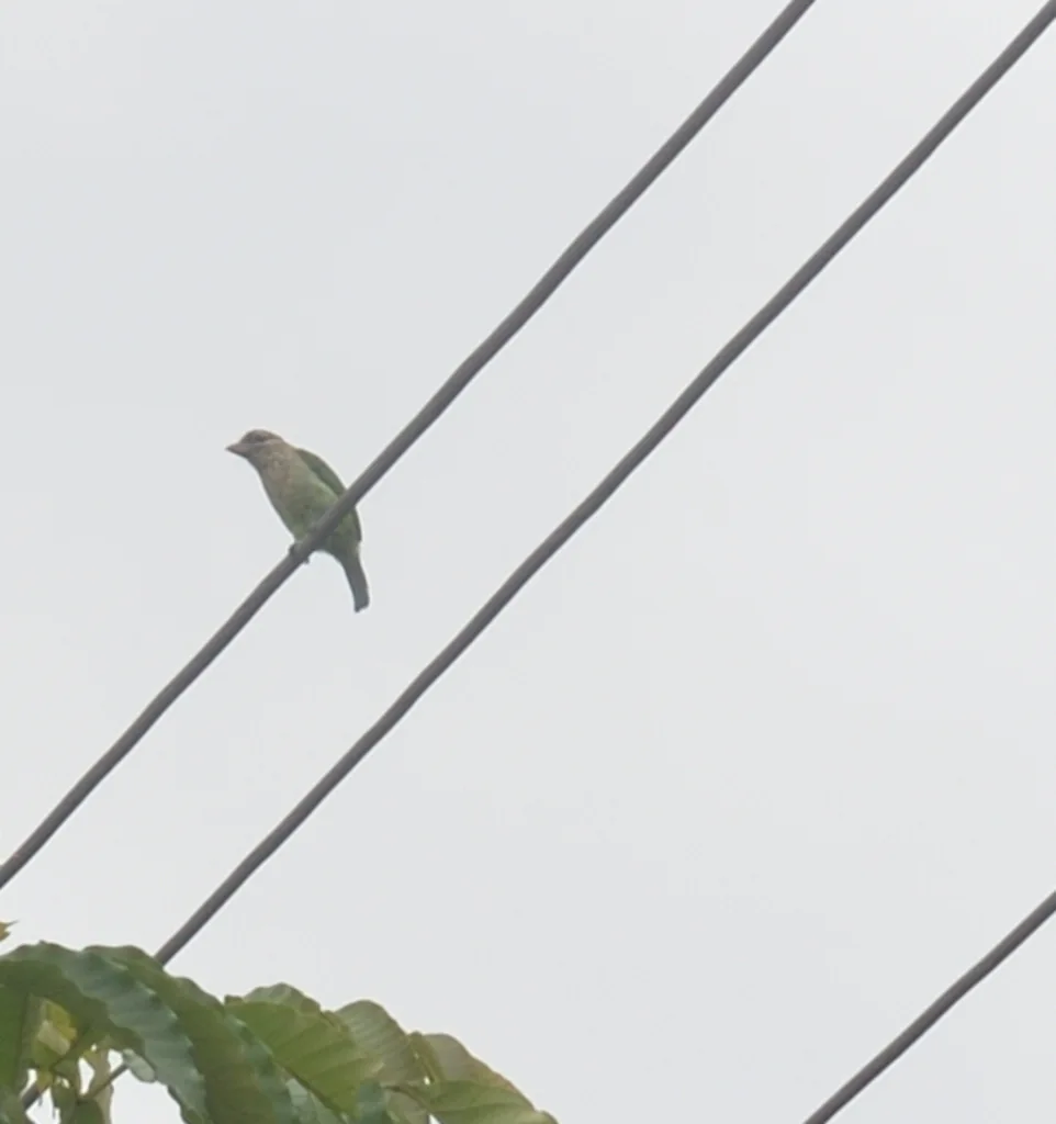 小绿拟啄木鸟(Psilopogon viridis)